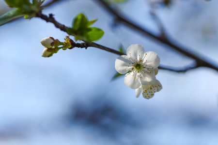 Close up of Plum flower blooming in spring. Blossom flowers isolated with blurred backgroundの写真素材