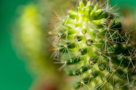 Close up of Cactus in the vase with blurred green background. Cactus thorns macroの写真素材