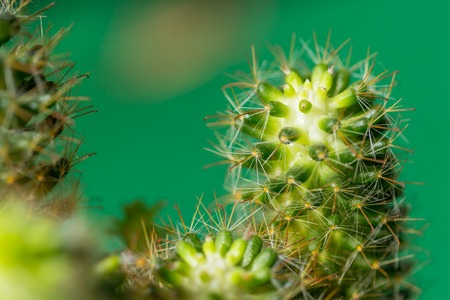 Close up of Cactus in the vase with blurred green background. Cactus thorns macroの写真素材