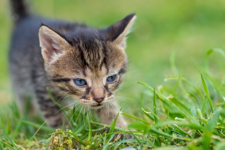 The little kitten is walking through the grassy yard.の写真素材