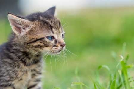 The little kitten is walking through the grassy yard.の写真素材