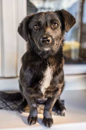 The little black dog sits in front of the house.の写真素材