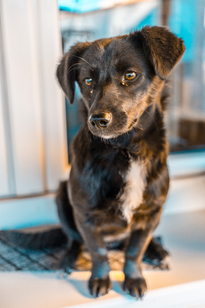 The little black dog sits in front of the house.の写真素材