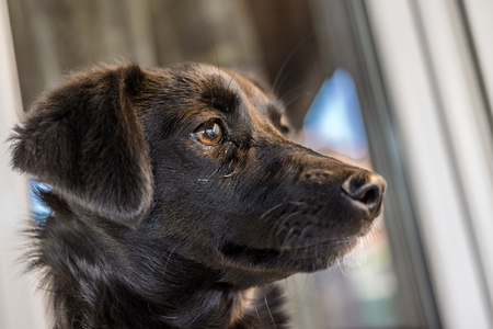 The little black dog sits in front of the house.の写真素材