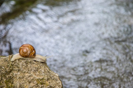 Snail on the stone next to the stream in the forest.の写真素材