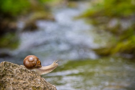 Snail on the stone next to the stream in the forest.の写真素材