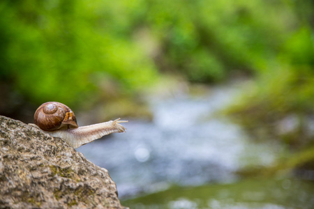 Snail on the stone next to the stream in the forest.の写真素材