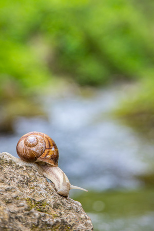 Snail on the stone next to the stream in the forest.の写真素材