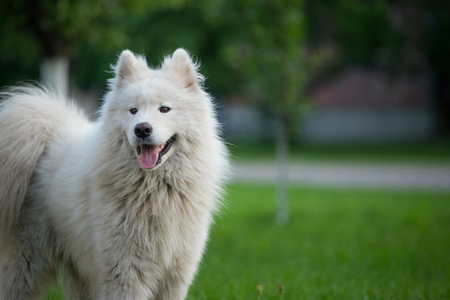 Young white male samoyed stands on green grass.の写真素材
