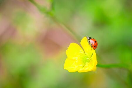 Closeup of red ladybug on yellow flower with a soft blurred background.の写真素材