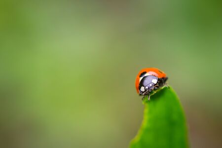 Closeup of red ladybug on top of green leaf with a soft blurred background.