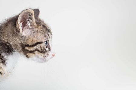 Cute young male cat with blue eyes in studio on white backgroundの写真素材