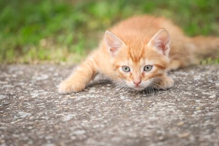 Young orange male cat laying on concrete with blurred green grass in backgroundの写真素材