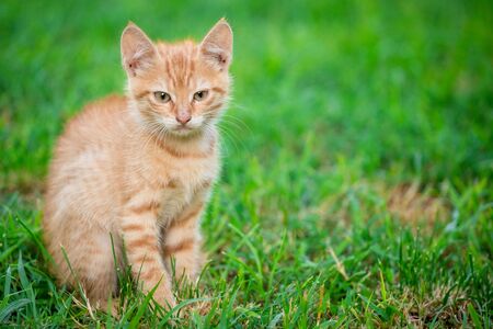 Young orange male cat sit on grass with blurred green backgroundの写真素材