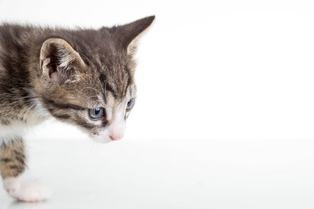 Cute young male cat with blue eyes in studio on white backgroundの写真素材