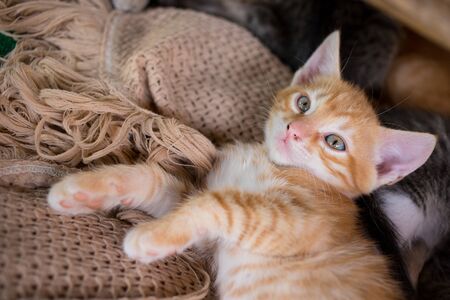 Cute little young orange cat lying on a blanketの写真素材