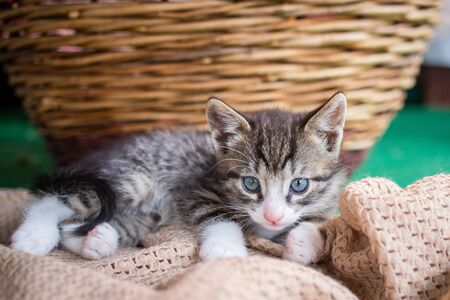 Cute little young black and white tiger cat with blue eyes lying on a blanketの写真素材