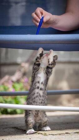 Cute little young black and white tiger cat with blue eyes standing on hind legs. Girl with pencil in hand plays with catの写真素材