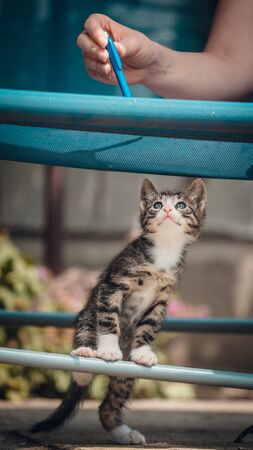Cute little young black and white tiger cat with blue eyes standing on hind legs. Girl with pencil in hand plays with catの写真素材