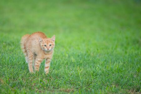 Young orange cat standing on green grass and looking scaredの写真素材