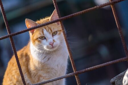 Orange and white cat standing on wall behind reinforced meshの写真素材