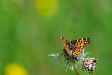 Black butterfly with orange patterns on wings on top of dandelion at summer with blurred backgroundの写真素材