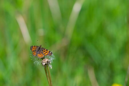 Black butterfly with orange patterns on wings on top of dandelion at summer with blurred backgroundの写真素材