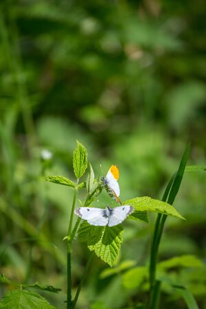 Two white butterflies, male with orange edge on wings, mate on a green leafの写真素材