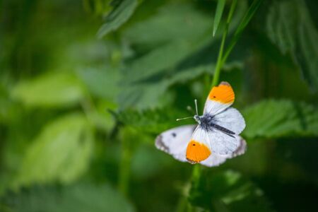Two white butterflies, male with orange edge on wings, mate on a green leafの写真素材