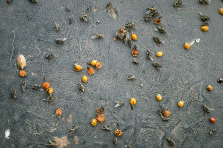 Various insects on ground on a black surface killed by an insecticideの写真素材