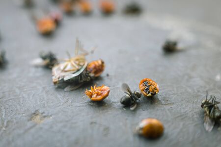 Various insects on ground on a black surface killed by an insecticideの写真素材