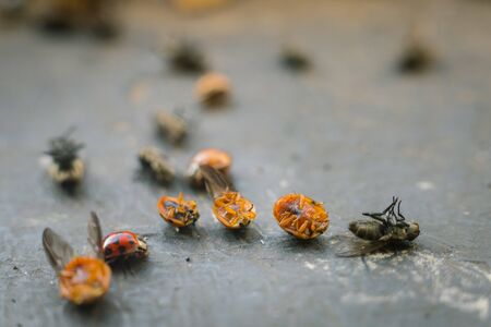 Various insects on ground on a black surface killed by an insecticideの写真素材