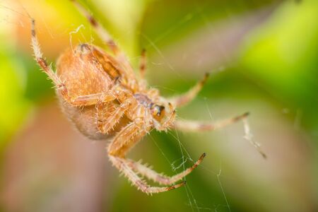 Big orange spider on spider web with blurred green and brown leafs in backgroundの写真素材