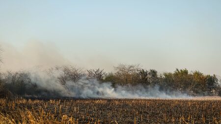 Fire set on corn field by irresponsible farmer .Burning corn field after the harvestの写真素材