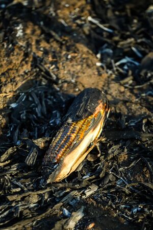 Corn clip on an irresponsibly burnt field turned to ashes. Burnt corn field after harvestの写真素材