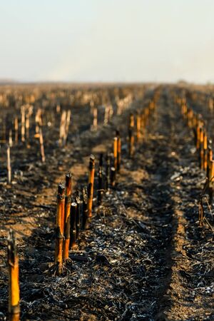 Corn field after irresponsibly burnt , destroyed and turned to ashes. Burnt corn field after harvestの写真素材