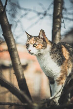 Colorful orange white and black cat between the branches on tree exploring worldの写真素材
