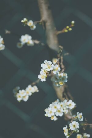 Plum tree branch with white flowers at spring with dark backgroundの写真素材