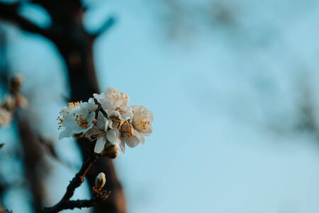 Plum tree branch with white flowers in spring with blue background