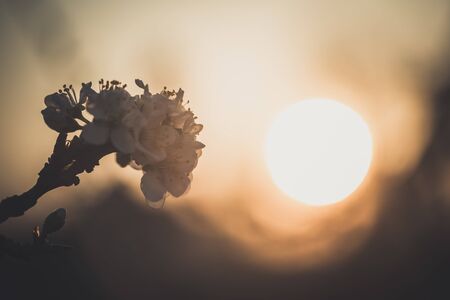 Plum tree branch with white flowers in spring at sunrise with blurred backgroundの写真素材