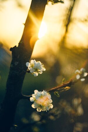 Plum tree branch with white flowers in spring at sunrise with blurred backgroundの写真素材