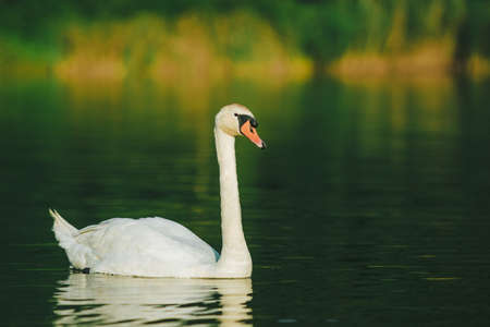A white swan swimming on a lake with dark green water with reflection in the water.の写真素材