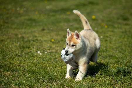 White and orange color Siberian Husky puppy playing on the grass.の写真素材