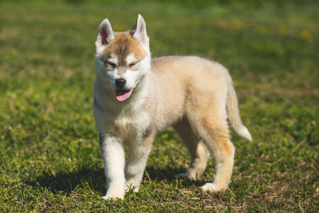White and orange color Siberian Husky puppy playing on the grass.の写真素材