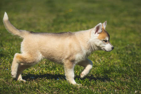 White and orange color Siberian Husky puppy playing on the grass.の写真素材