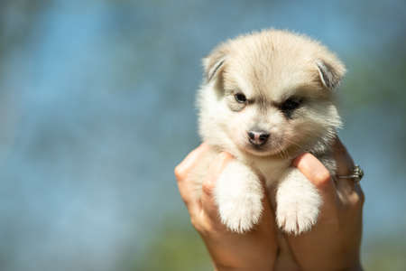 Close up portrait of Siberian Husky. Puppy in woman hands with blue sky in backgroundの写真素材