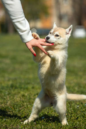 White and orange color Siberian Husky puppy playing on the grass.の写真素材
