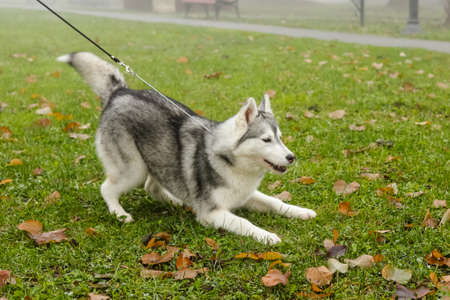 Black and white Siberian Husky dog standing on green grass with lot of spring leafsの写真素材