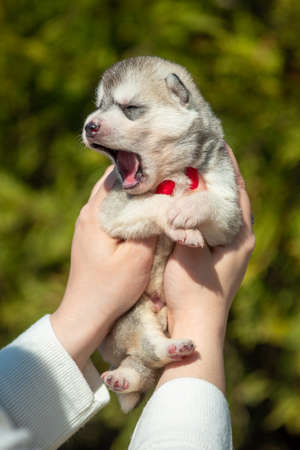 Woman holds black, white and orange colored Siberian Husky puppy in her hands. Young dog isolated with green background.の写真素材