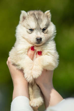 Woman holds black, white and orange colored Siberian Husky puppy in her hands. Young dog isolated with green background.の写真素材